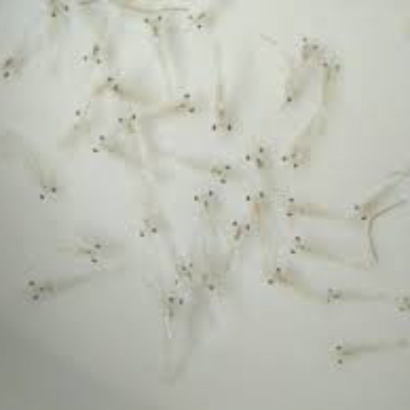 Thumb Image